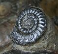 Plate of Devonian Ammonites From Morocco - / #14315-4